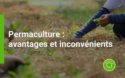 Permaculture : avantages et inconvénients par rapport à la culture traditionnelle