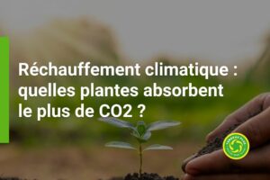 Quelles sont les plantes qui absorbent le plus de CO2