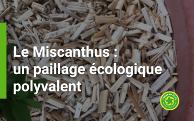 Le miscanthus comme paillage écologique : une solution durable pour votre jardin