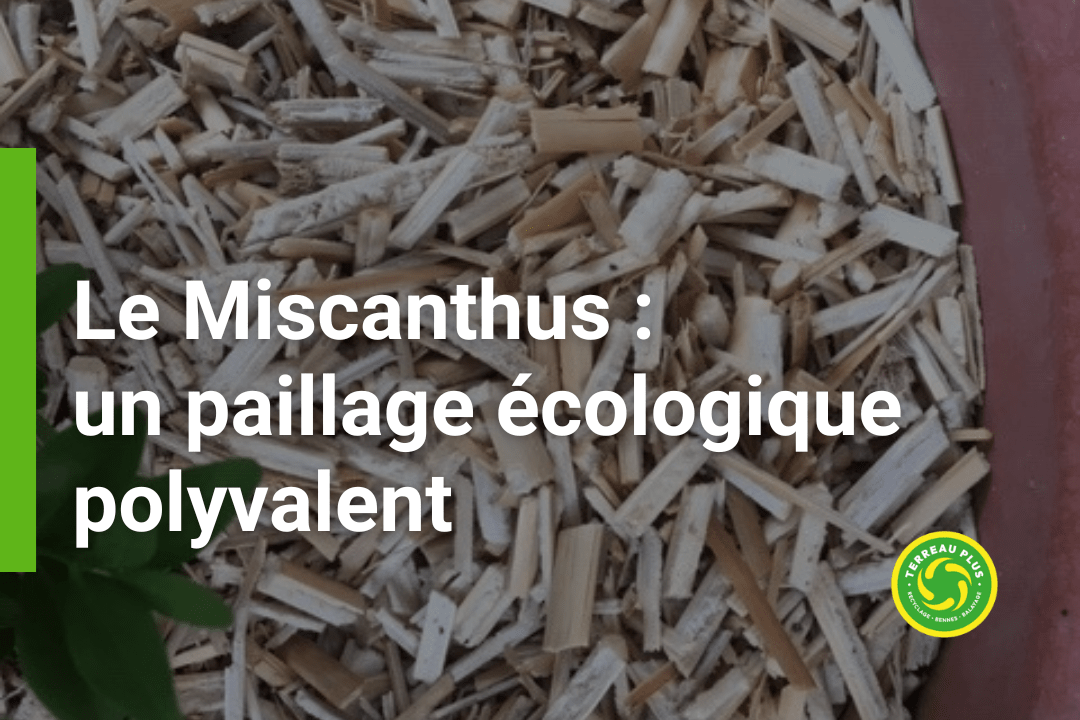 Miscanthus - Terreau Plus