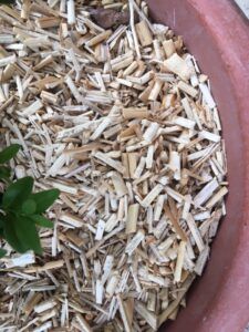 Miscanthus - Terreau Plus