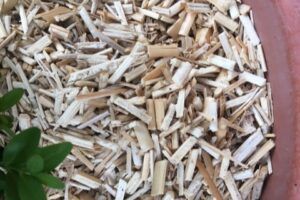 Miscanthus - Terreau Plus