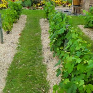 Le paillage miscanthus utilisé dans les vignes