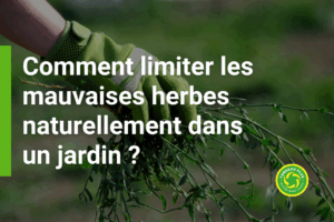 Comment limiter les mauvaises herbes naturellement dans un jardin ?