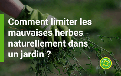 Comment limiter les mauvaises herbes naturellement dans un jardin ?